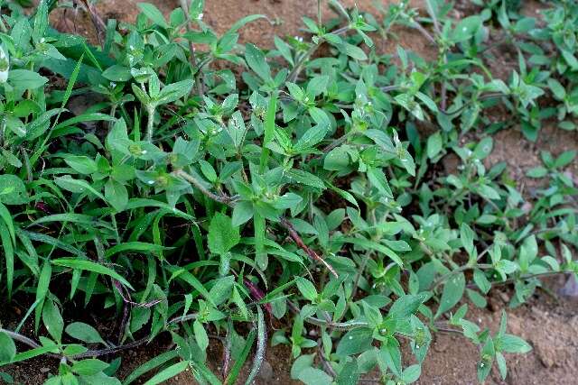 Image of rough Mexican clover