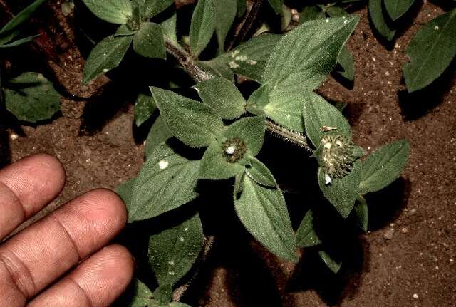 Image of rough Mexican clover