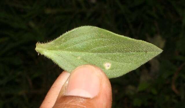 Image of rough Mexican clover