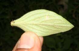 Image of rough Mexican clover