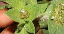 Image of rough Mexican clover