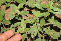 Image of rough Mexican clover