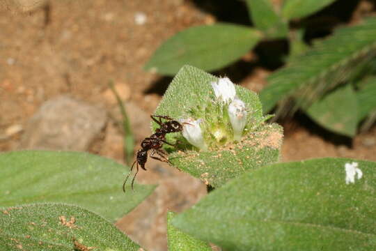 Image of rough Mexican clover