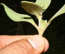 Image of rough Mexican clover