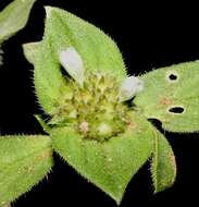 Image of rough Mexican clover