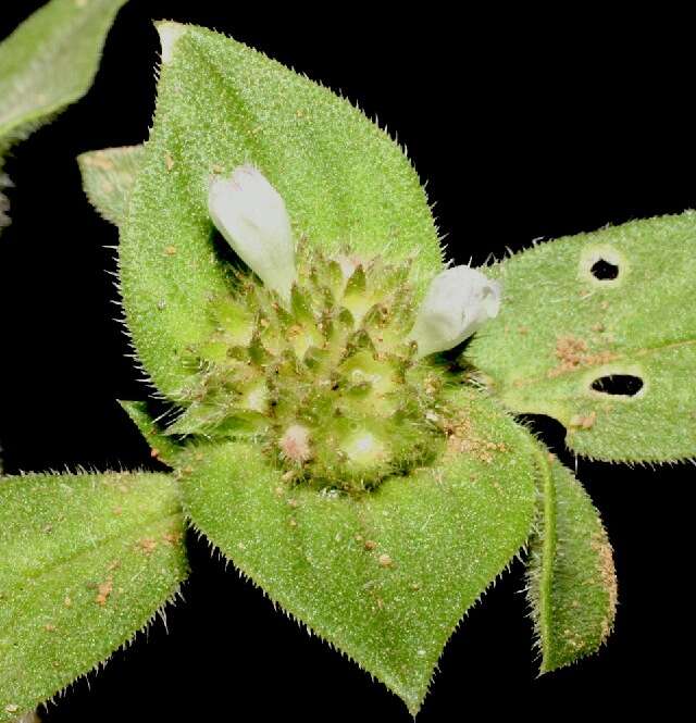 Image of rough Mexican clover