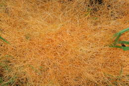 Image of Boldingh's dodder