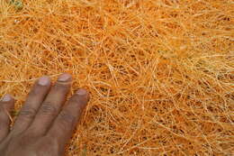 Image of Boldingh's dodder