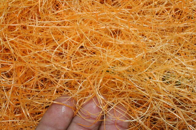 Image of Boldingh's dodder