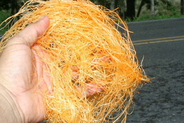 Image of Boldingh's dodder