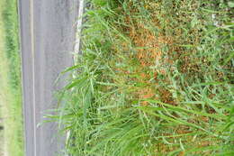 Image of Boldingh's dodder