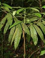 Ocotea dendrodaphne Mez的圖片