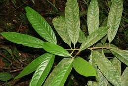 Ocotea dendrodaphne Mez的圖片