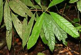 Ocotea dendrodaphne Mez的圖片