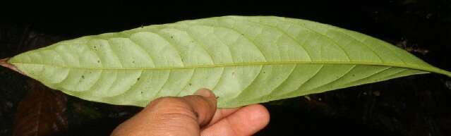 Image of Ocotea dendrodaphne Mez