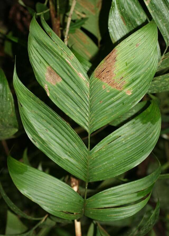 Geonoma deversa (Poit.) Kunth的圖片