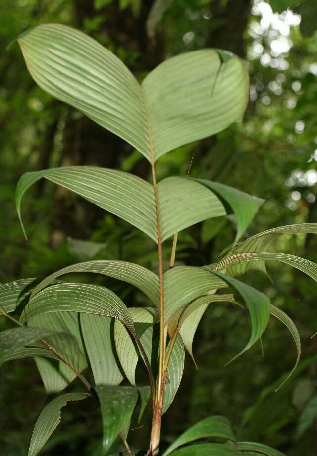 Image of Geonoma deversa (Poit.) Kunth