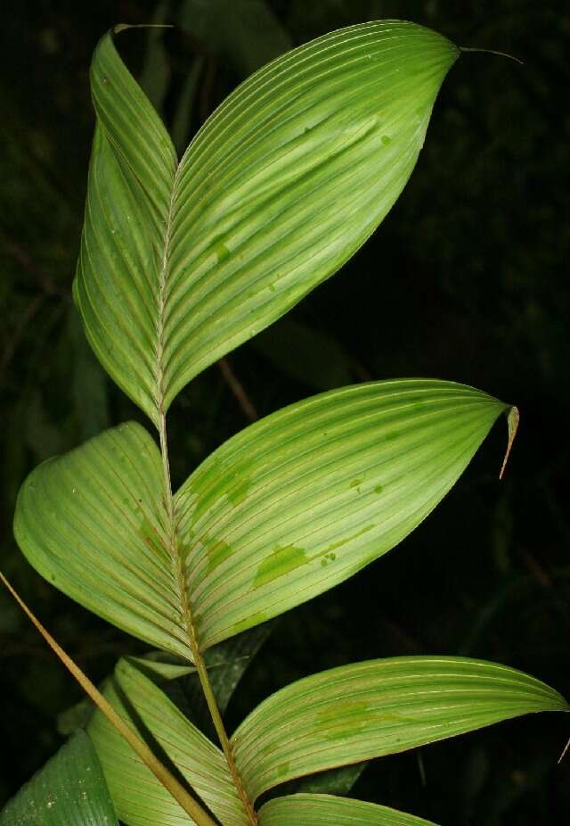 Image of Geonoma deversa (Poit.) Kunth