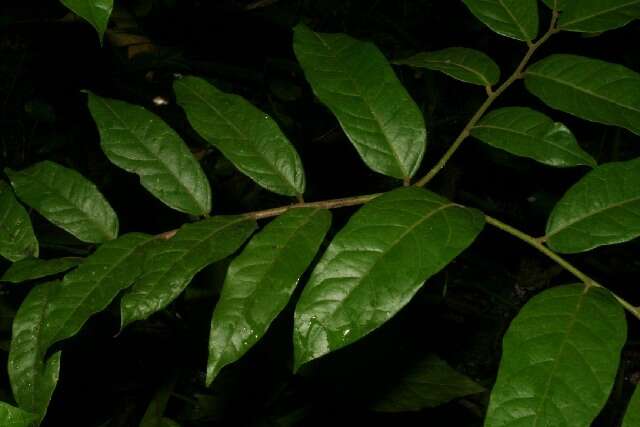 Image of Mortoniodendron costaricense Standl. & L. O. Williams