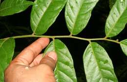 Image of Mortoniodendron costaricense Standl. & L. O. Williams