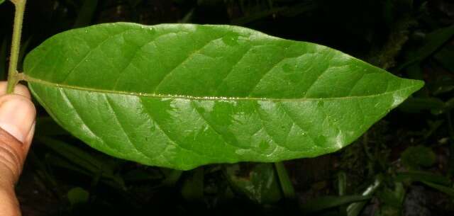 Image of Mortoniodendron costaricense Standl. & L. O. Williams