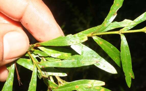 Imagem de Cuphea utriculosa Koehne