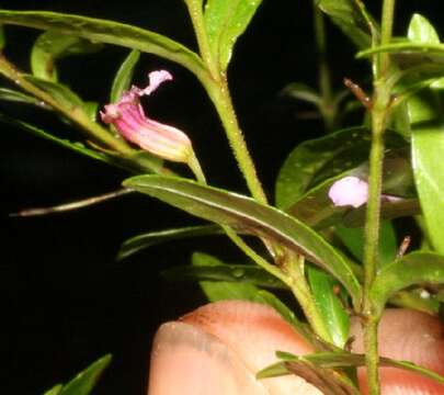 Imagem de Cuphea utriculosa Koehne