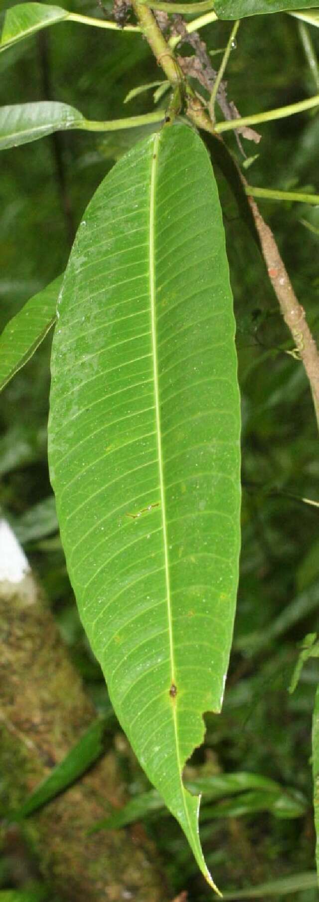 Image of Ficus insipida Willd.