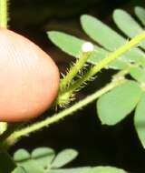 Image of Mimosa xanti A. Gray