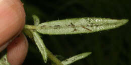 Euploca filiformis (Lehm.) J. I. M. Melo & Semir的圖片