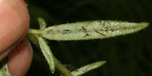 Image of Euploca filiformis (Lehm.) J. I. M. Melo & Semir