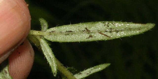 Euploca filiformis (Lehm.) J. I. M. Melo & Semir的圖片