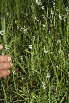 Image of Euploca filiformis (Lehm.) J. I. M. Melo & Semir