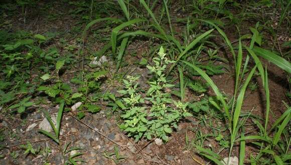 Image of shrubby woodsorrel