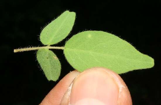 Image de Oxalis frutescens L.