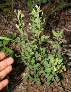 Image of shrubby woodsorrel