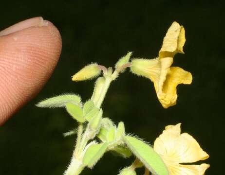 Image of shrubby woodsorrel