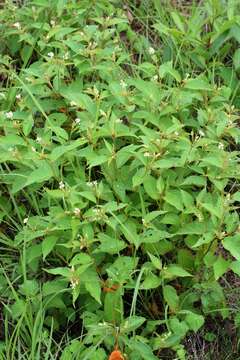 Image of Croton jutiapensis Croizat