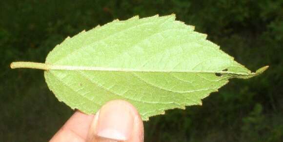 Image of Croton jutiapensis Croizat