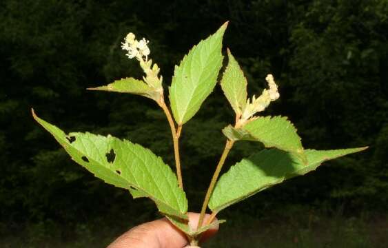 Image of Croton jutiapensis Croizat