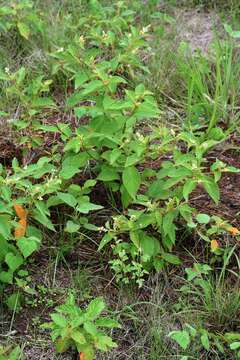 Image of Croton jutiapensis Croizat