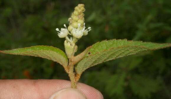 Image of Croton jutiapensis Croizat