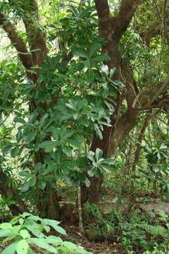 Ficus obtusifolia Kunth的圖片