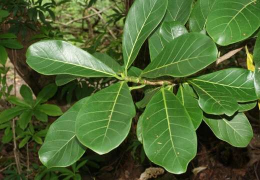 Ficus obtusifolia Kunth的圖片