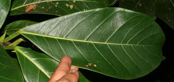 Ficus obtusifolia Kunth的圖片