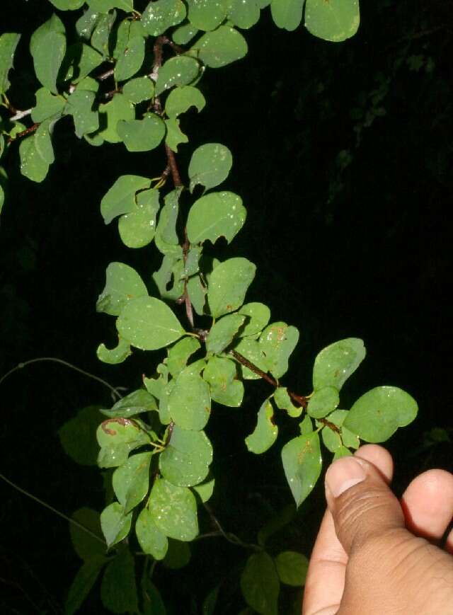 Image de Erythroxylum rotundifolium Lunan