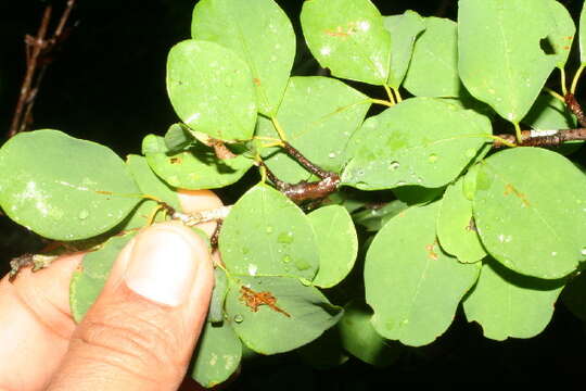 Image de Erythroxylum rotundifolium Lunan