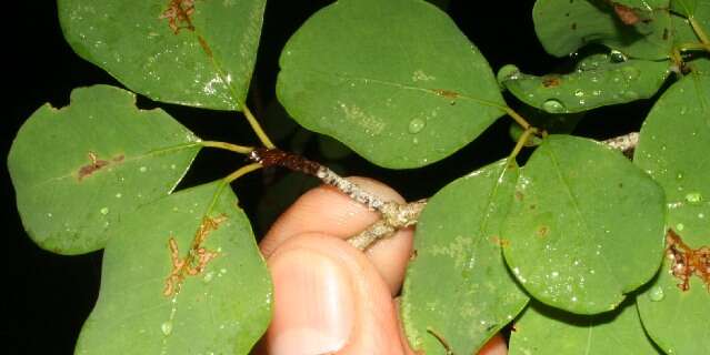 Erythroxylum rotundifolium Lunan的圖片