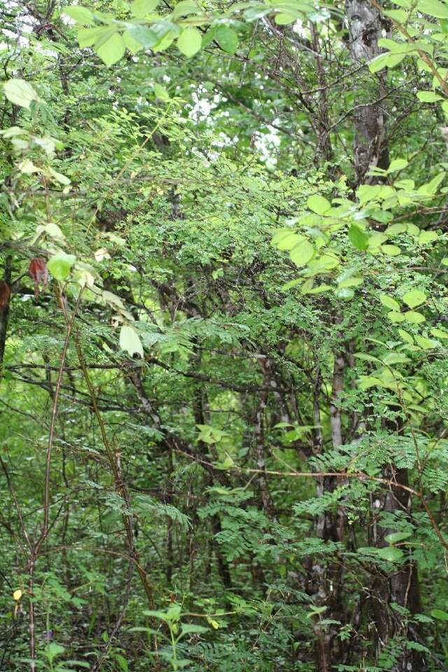 Image de Erythroxylum rotundifolium Lunan