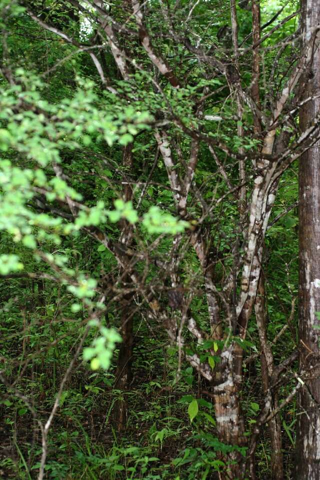 Image de Erythroxylum rotundifolium Lunan